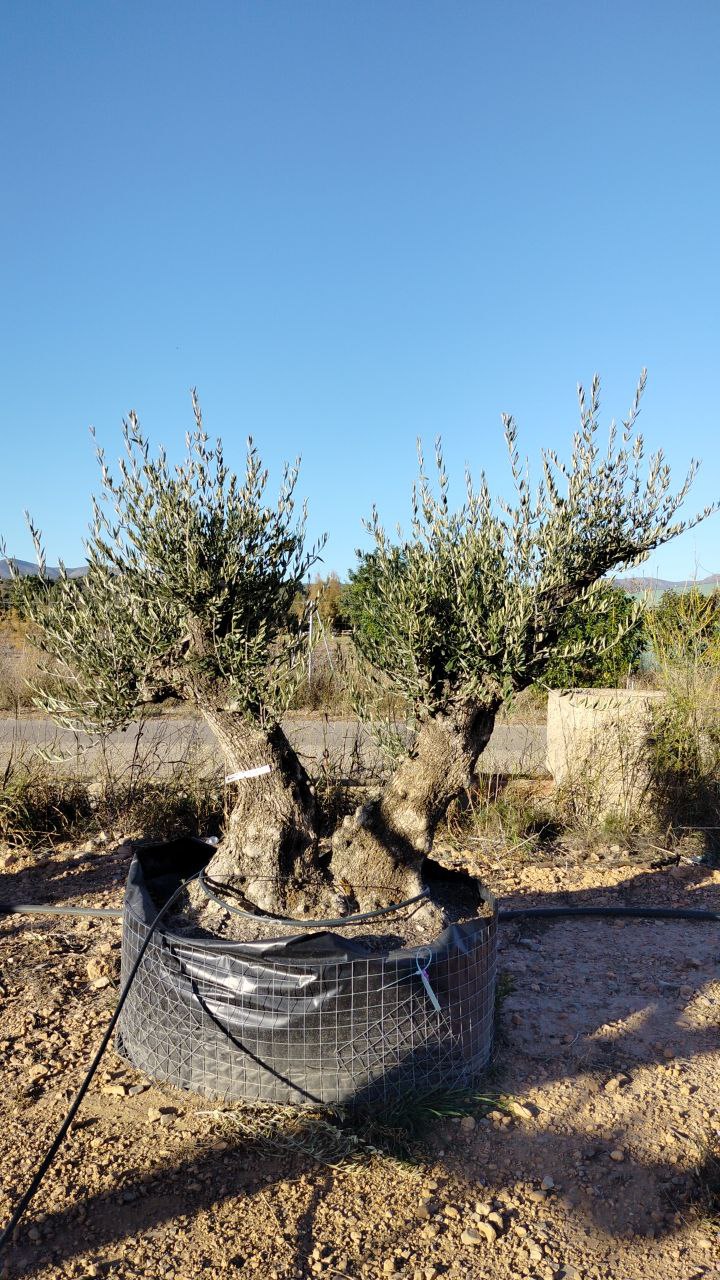 olea europaea